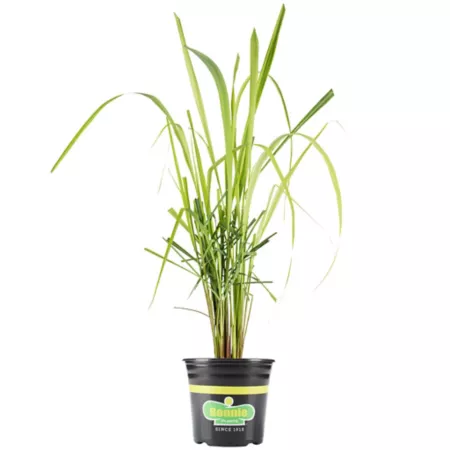 Bonnie Plants 2.32 quarts Lemongrass plant in pot 118660 Herb Plants