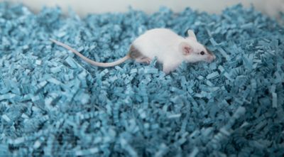 Image showing  Recycled-Paper Small Pet Bedding, 10 lb., Blue