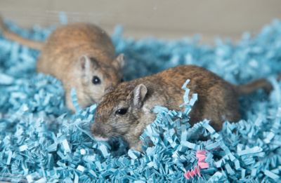 Image showing  Recycled-Paper Small Pet Bedding, 10 lb., Blue