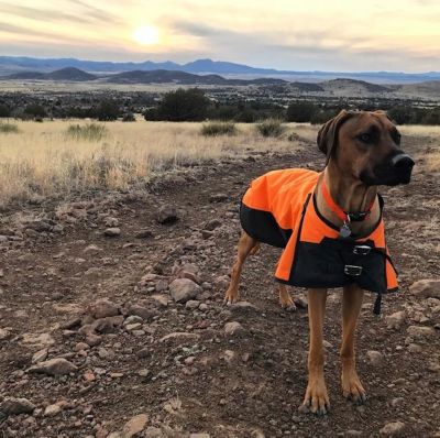 Image showing  600D Waterproof Dog Coat