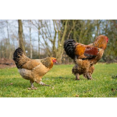 How Big Do Buff Brahma Chickens Get? From Tiny Chicks To Majestic Brahmas