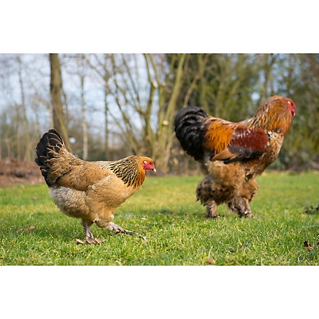 Buff Brahma Chicken Physical Characteristics And Traits