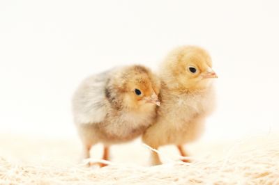 Image showing  Live Buff Brahma Baby Chicks, 10 ct.