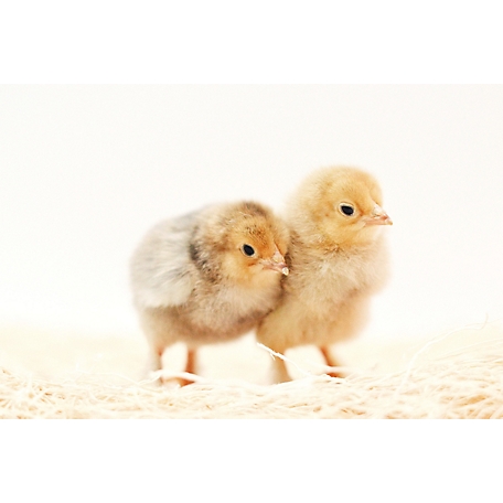 Hoover's Hatchery Live Dark Brahma Baby Chicks, 10 ct. at Tractor Supply Co.