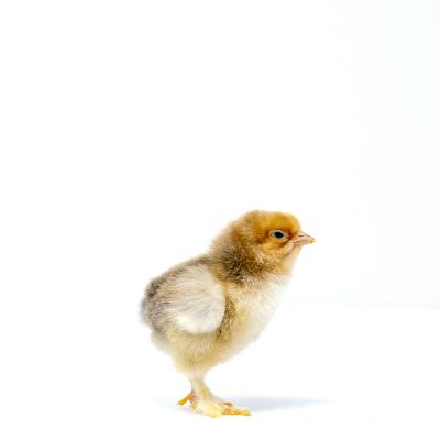 Image showing  Live Buff Brahma Baby Chicks, 10 ct.