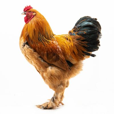 Image showing  Live Buff Brahma Baby Chicks, 10 ct.