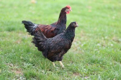 Hoover's Hatchery Live Barnevelder Chickens, 10 ct.
