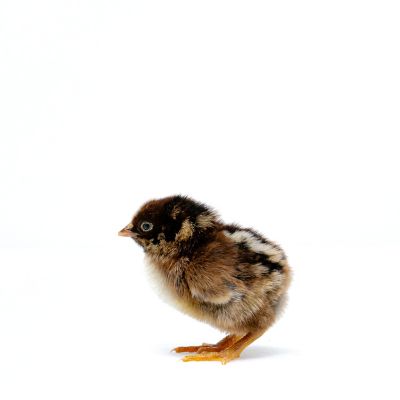 Image showing  Live Barnevelder Chickens, 10 ct.