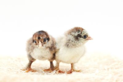 Image showing  Live Dark Brahma Chickens, 10 ct. Baby Chicks