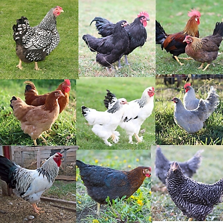 Gold Laced Brahma Chicken Breeding Pair - farm & garden - by owner