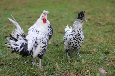 Hoover's Hatchery Live Appenzeller Spitzhauben Chickens, 10 ct.