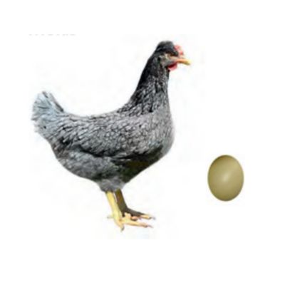Hoover's Hatchery Live Sapphire Olive Egger Baby Chicks, 10 ct.