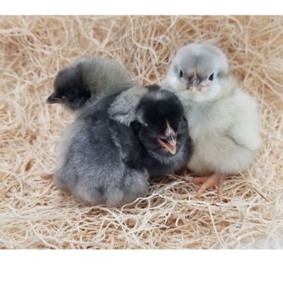 Image showing  Live Sapphire Olive Egger Baby Chicks, 10 ct.