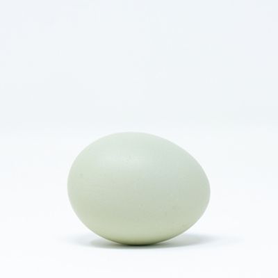 Image showing  Live Sapphire Olive Egger Baby Chicks, 10 ct.