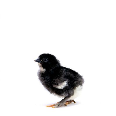 Image showing  Live Midnight Majesty Marans Chickens, 10 ct. Baby Chicks