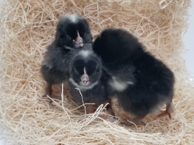 Image showing  Live Midnight Majesty Marans Chickens, 10 ct. Baby Chicks