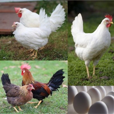 Hoover's Hatchery Live White Egg Production Pack Chickens, 10 ct. Baby Chicks