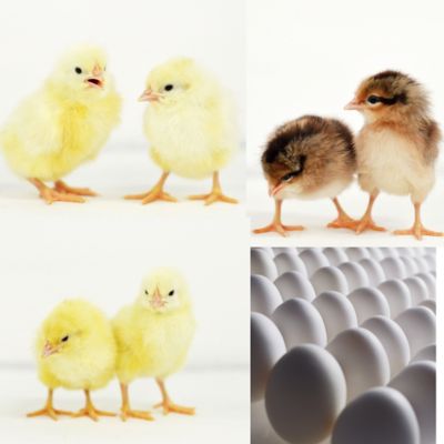 Image showing  Live White Egg Production Pack Chickens, 10 ct. Baby Chicks
