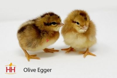 Image showing  Live Olive Egger Chickens, 10 ct. Baby Chicks
