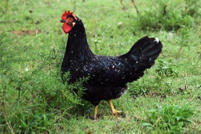 Hoover's Hatchery Live Ancona Chickens, 10 ct. Baby Chicks