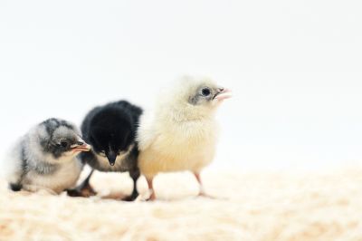 Image showing  Live Blue Andalusian Chickens, 10 ct.