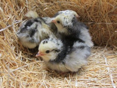 Image showing  Live Silver Lakenvelder Chickens, 10 ct.