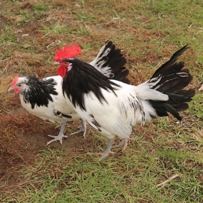 Hoover's Hatchery Live Silver Lakenvelder Chickens, 10 ct.