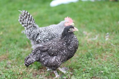 Hoover's Hatchery Live French Cuckoo Marans Chickens, 10 ct. Baby Chicks