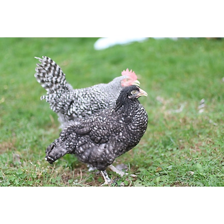 Hoover's Hatchery Live French Cuckoo Marans Chickens, 10 ct. Baby Chicks