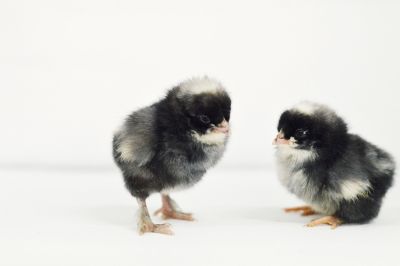 Image showing  Live French Cuckoo Marans Chickens, 10 ct. Baby Chicks