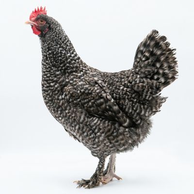Hoover's Hatchery Live French Cuckoo Marans Baby Chicks, 10 ct.