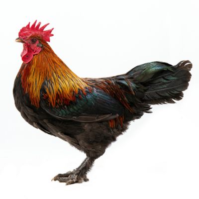 Image showing  Live French Black Copper Marans Baby Chicks, 10 ct.