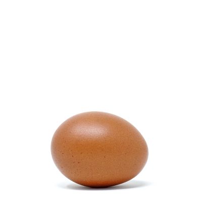 Image showing  Live French Black Copper Marans Baby Chicks, 10 ct.