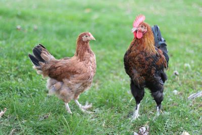 Hoover's Hatchery Live French Wheaten Marans Chickens, 10 ct. Baby Chicks