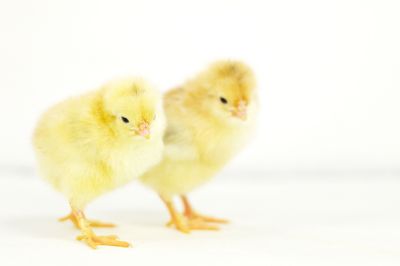 Image showing  Live French Wheaten Marans Chickens, 10 ct. Baby Chicks