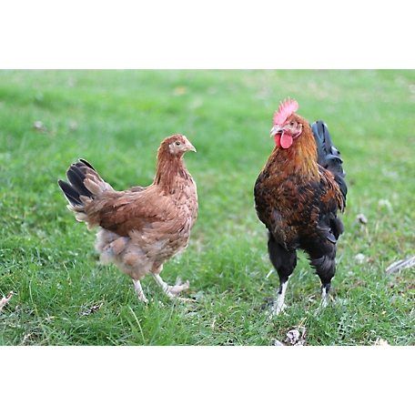 Hoover's Hatchery Live French Wheaten Marans Chickens, 10 ct.