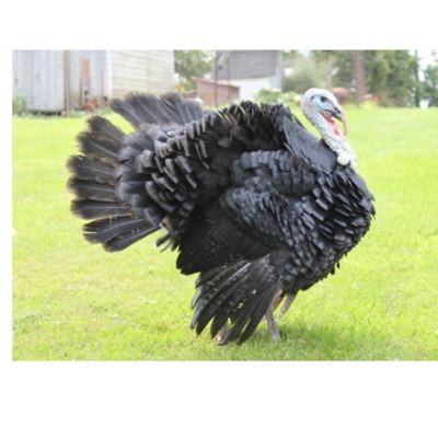 Hoover's Hatchery Live Artisan Gold Turkeys, 10 ct.