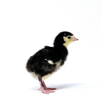 Image showing  Live Artisan Gold Turkeys, 10 ct.