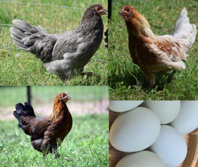 Hoover's Hatchery Live Prairie Bluebell Egger Chickens, 10 ct. Baby Chicks