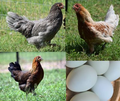 Details about   e1~PICK 1 Farm Mini~Hay 513~713~Pail 994~892~Trough 213~Hen 460~Baby Chicks 430 