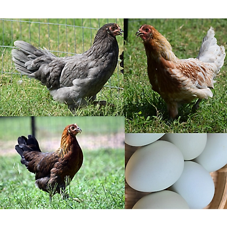 Hoover's Hatchery Live Prairie Bluebell Egger Chickens, 10 ct. Baby Chicks