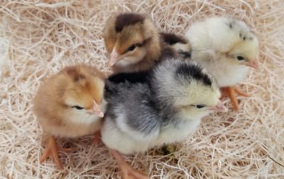 Image showing  Live Prairie Bluebell Egger Chickens, 10 ct. Baby Chicks