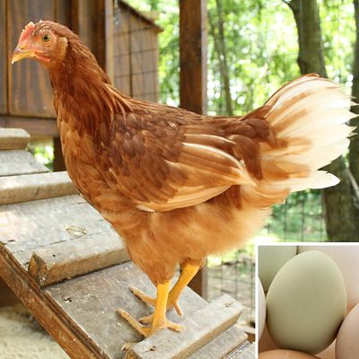 Hoover's Hatchery Live Starlight Green Egger Chickens, 10 ct. Baby Chicks