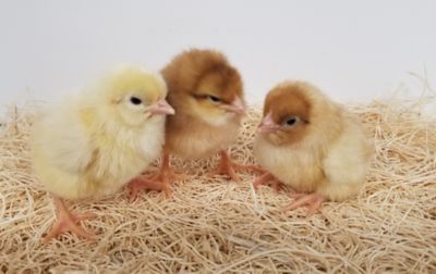 Image showing  Live Starlight Green Egger Chickens, 10 ct. Baby Chicks