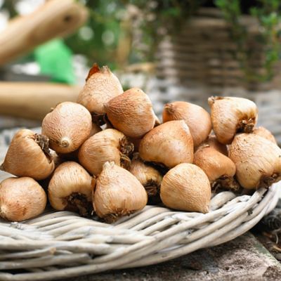 Image showing  Acidanthera Gladiolus Plants, 25 pc. Bulbs