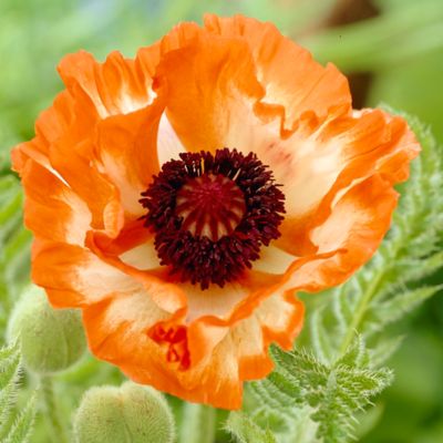 Image showing  Orange Poppy Plant, 5 Roots