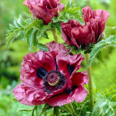 Van Zyverden Patty's Plum Poppy Plant,, 3 Roots