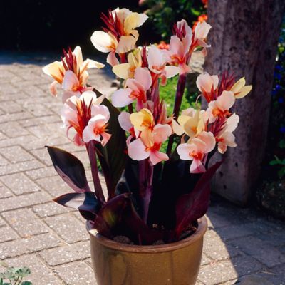 Image showing  Angel Martin Cannas Plants, 5 pc. Bulbs