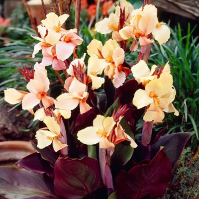 Image showing  Angel Martin Cannas Plants, 5 pc. Bulbs