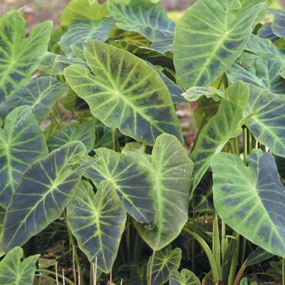 Van Zyverden Antiquorum Illustris Elephant Ears Plant, 1 Bulb